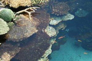 اثر تغییر اقلیم بر روی مرجان ها